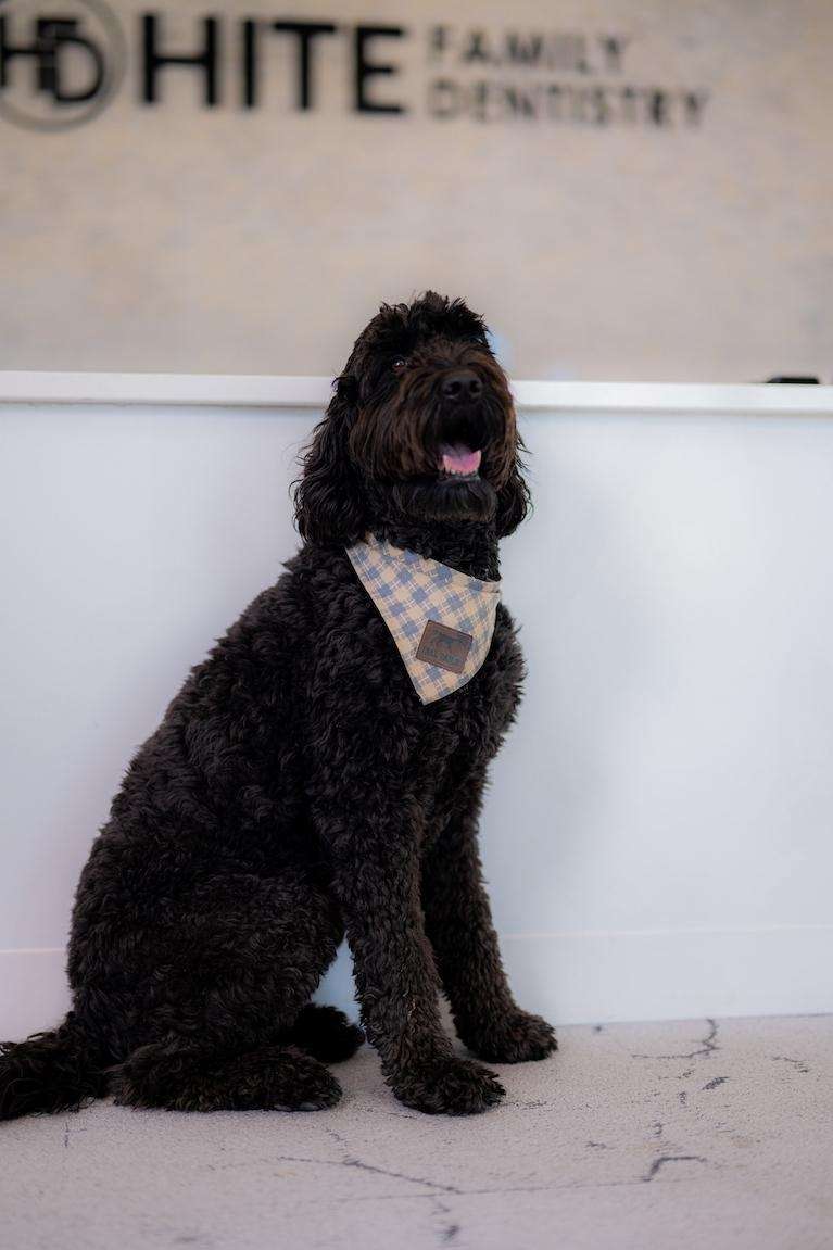 Duke - The Dental Dog